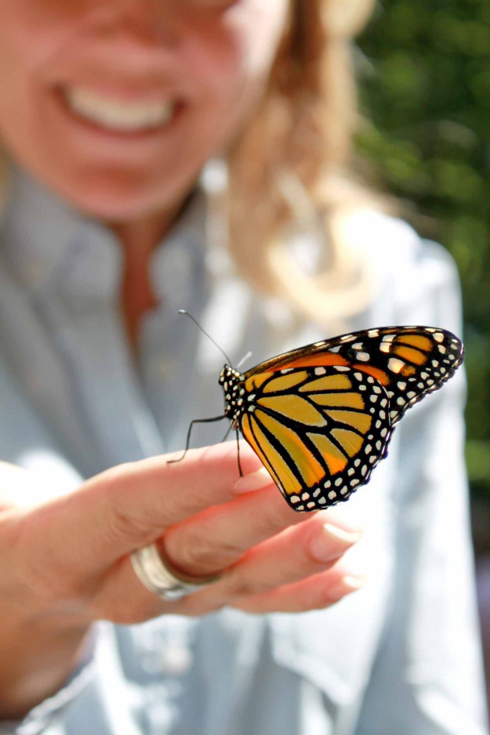 Citizen scientists needed for local butterfly blitz post image