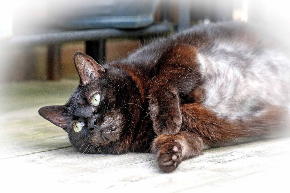 Guelph Humane Society shares that cat found in blue tote bin is now available for adoption post image