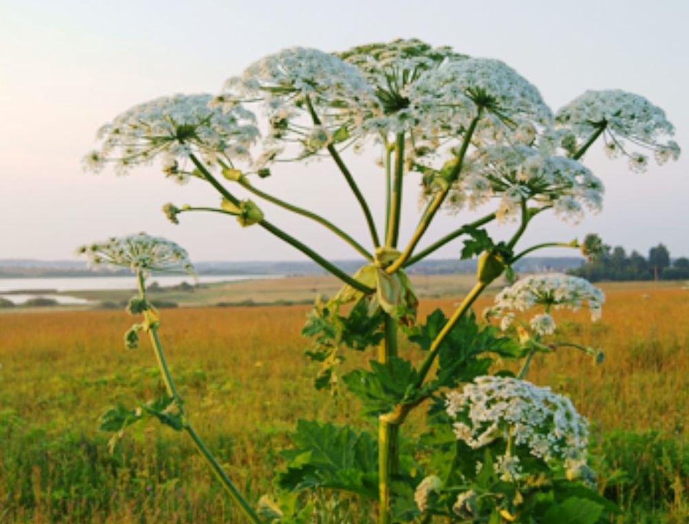 County fights ongoing battle to curb noxious weeds post image