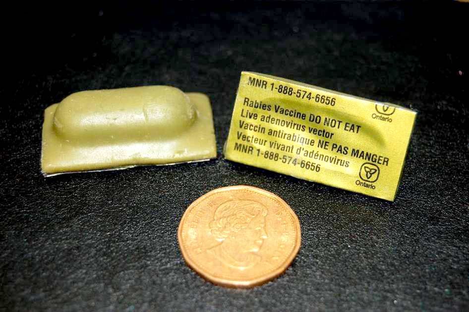 Ministry’s rabies vaccine drop planned in Wellington post image