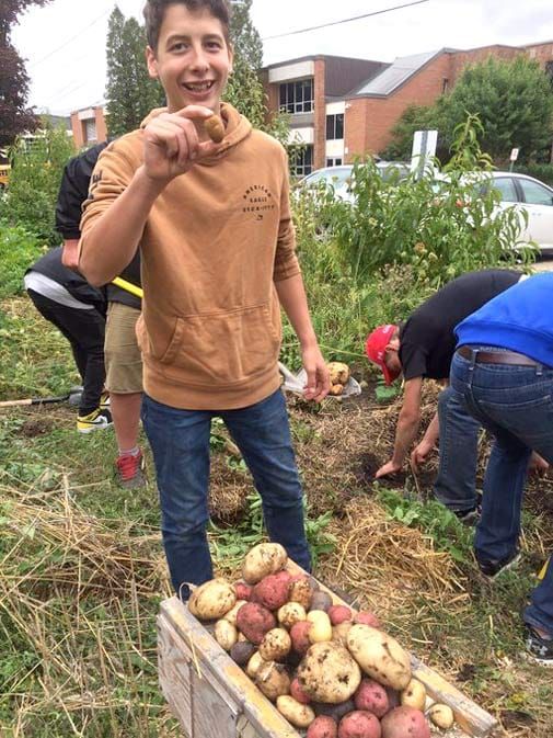 Potato harvest post image