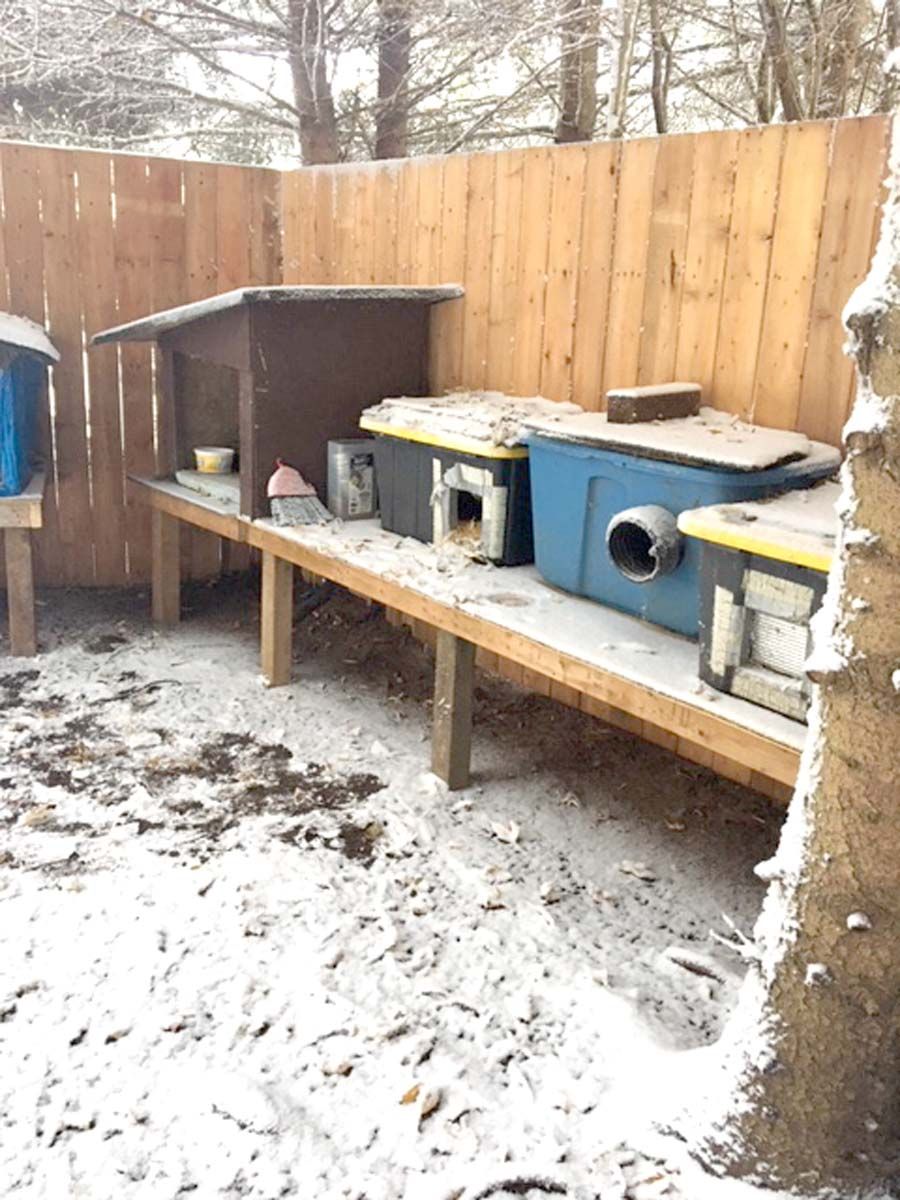 Cat lovers assist with shelter and population control for unwanted, feral felines post image