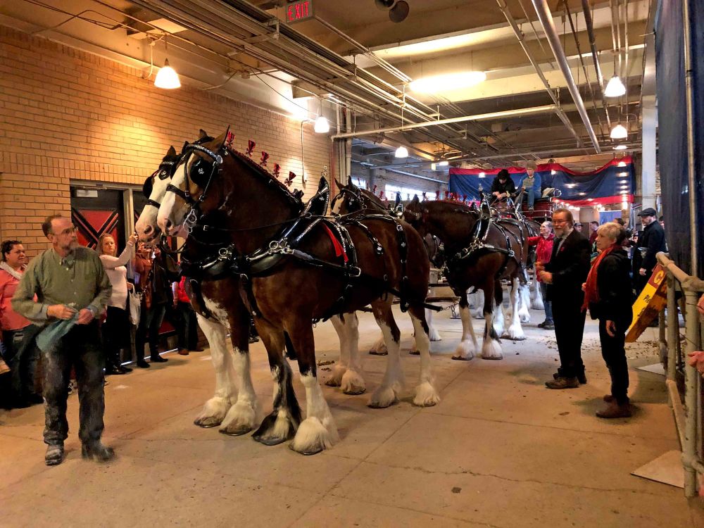 McKeown Farms compete at Royal Winter Fair post image