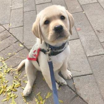 Foster families needed for autism dog training post image