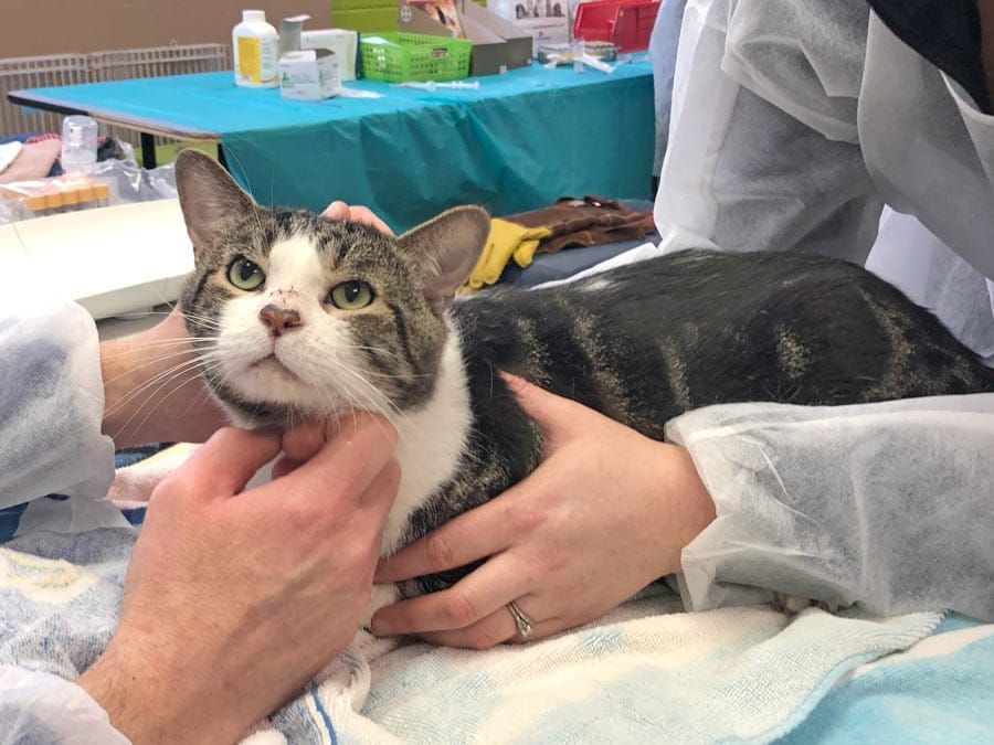 Humane Society takes in 105 cats from one home post image