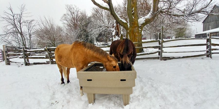 Local residents invent new feeding device for horses post image