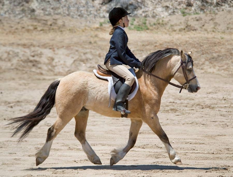 Once bit, twice shy is not the case according to research study post image