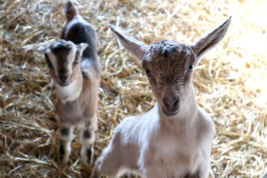 Spring time arrives on local farms post image
