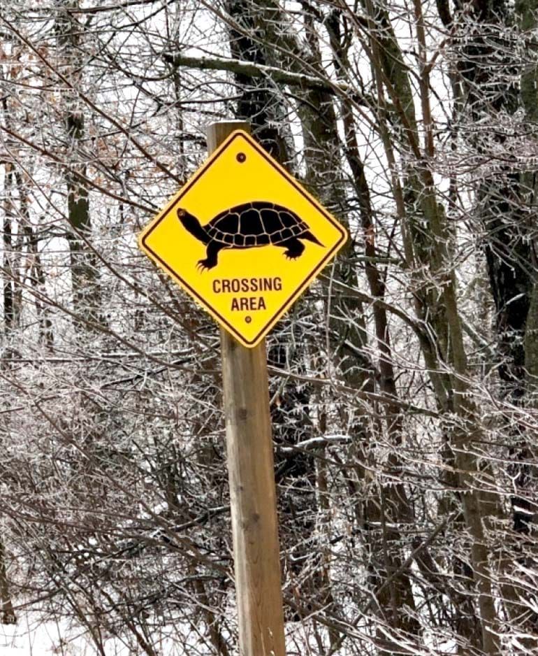 Turtle crossing signs to be  permitted on county roads post image