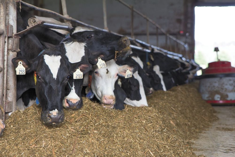 Supply chain issues plaguing local farmers through COVID-19 pandemic post image