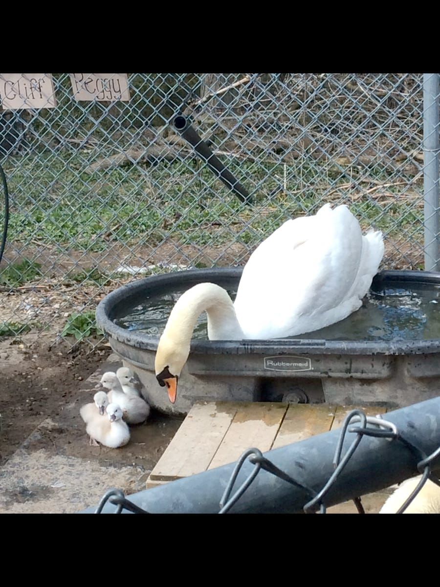 A sure sign of spring: Elora swans set  to be released on local waterways post image