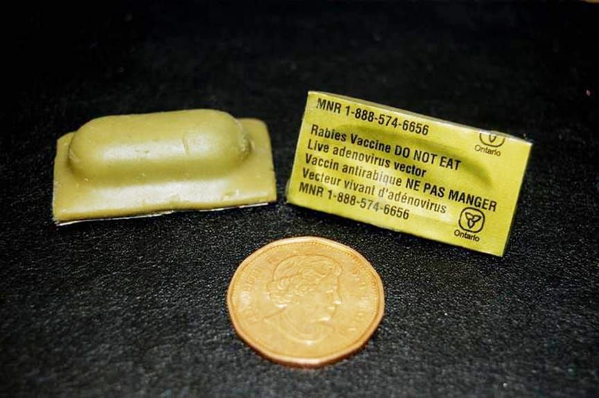 Rabies vaccine baiting to start soon in Wellington County post image