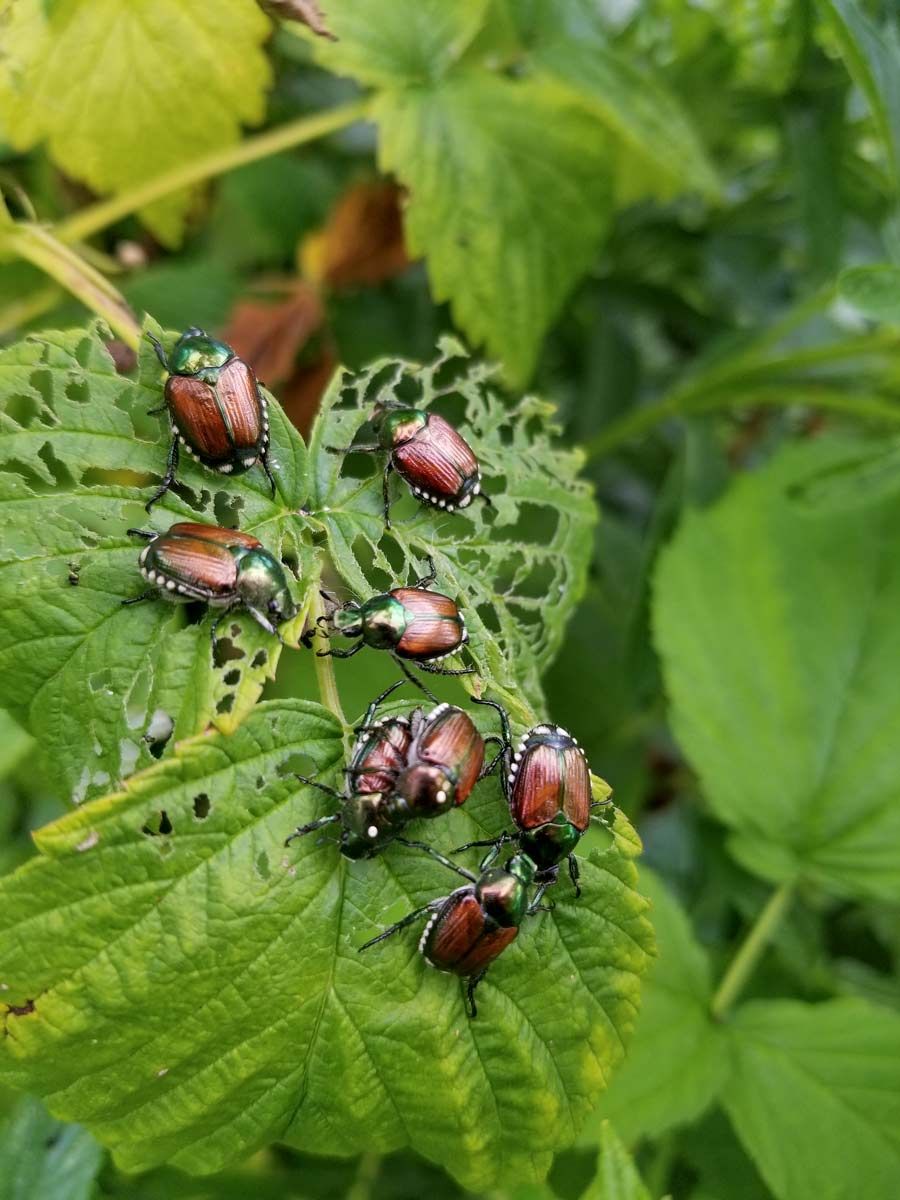 Plant for pest management post image