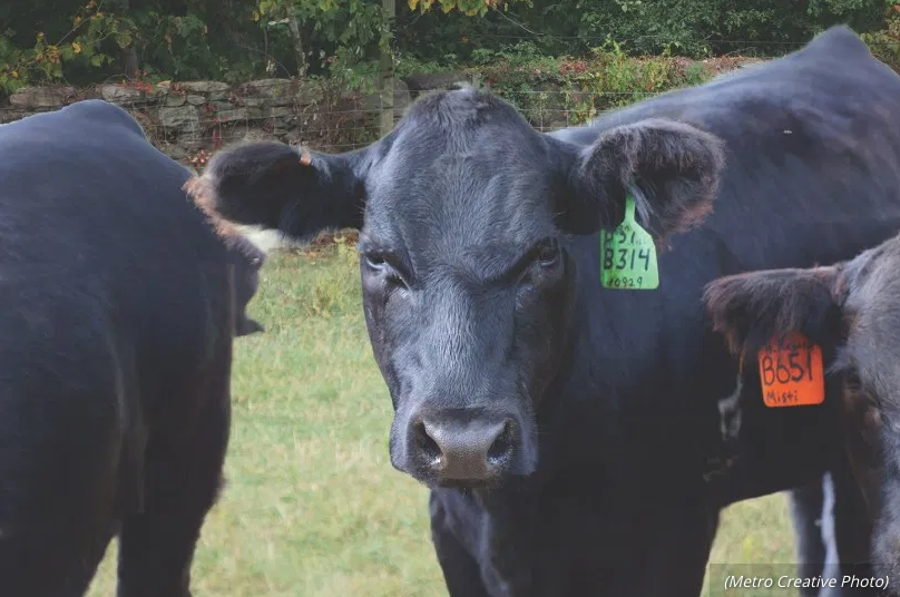 Province, feds announce emergency funding for beef, hog farmers post image