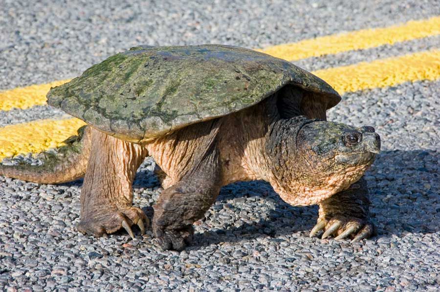 Turtles are on the move and humane society asks drivers to be on the look-out post image