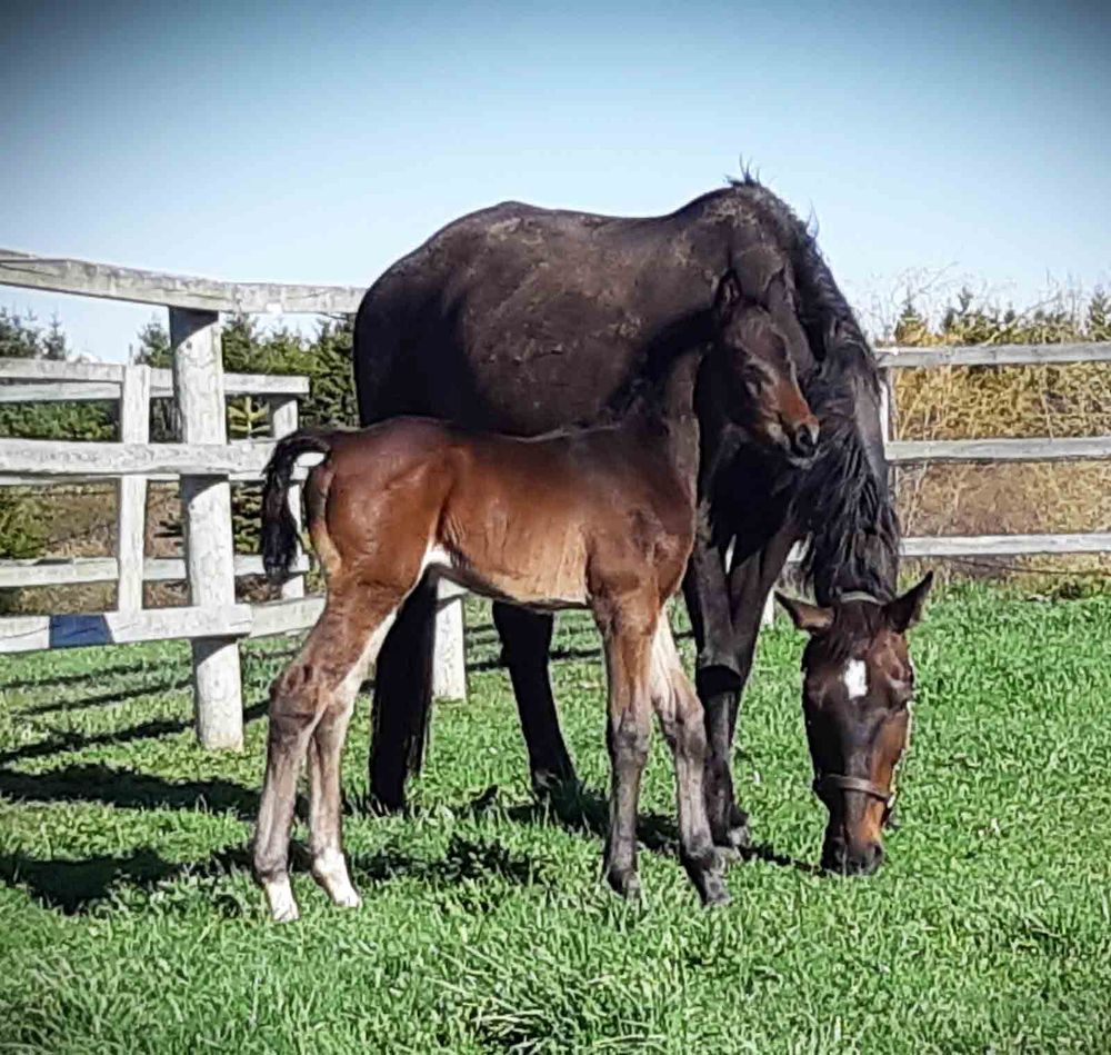 Experts say COVID-19, hot weather impacting horse breeding this year post image