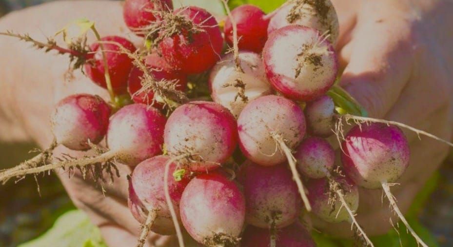 It’s harvest time: Backyard Bounties links consumers to farms and fresh, local food post image