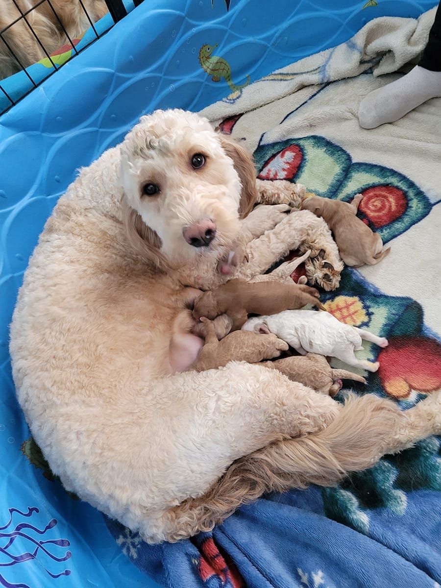 Puppy New Year brings special delivery post image
