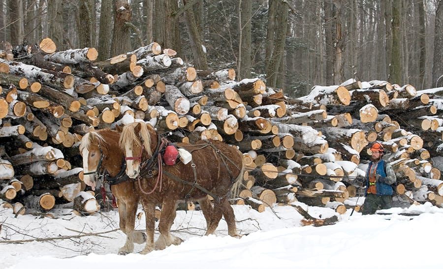 Logging with horses: heritage meets hard work post image