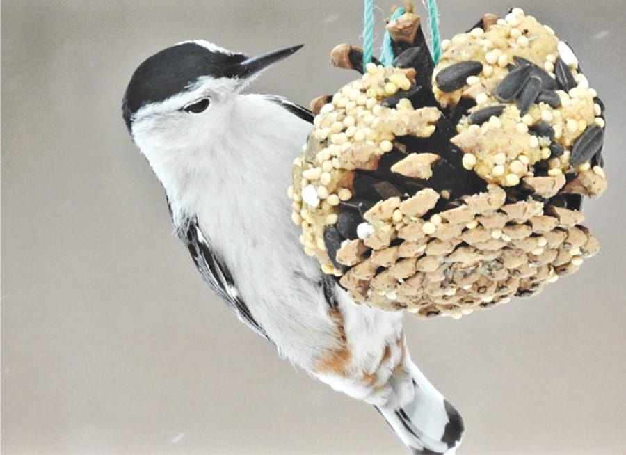 Horticultural Society features winter photos post image