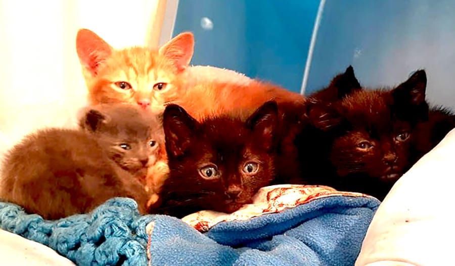 Cats Anonymous seeking donations post image