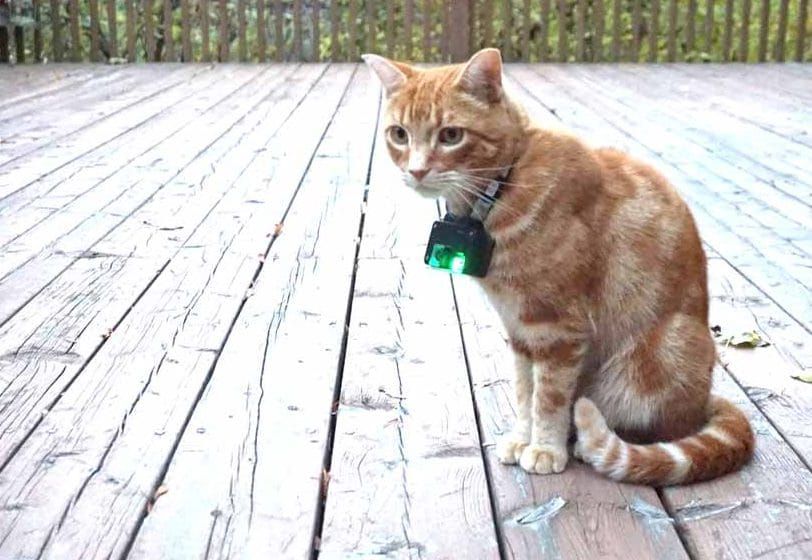 Take a prowl on the wild side: ‘catcams’ illuminating feline outdoor behaviour post image