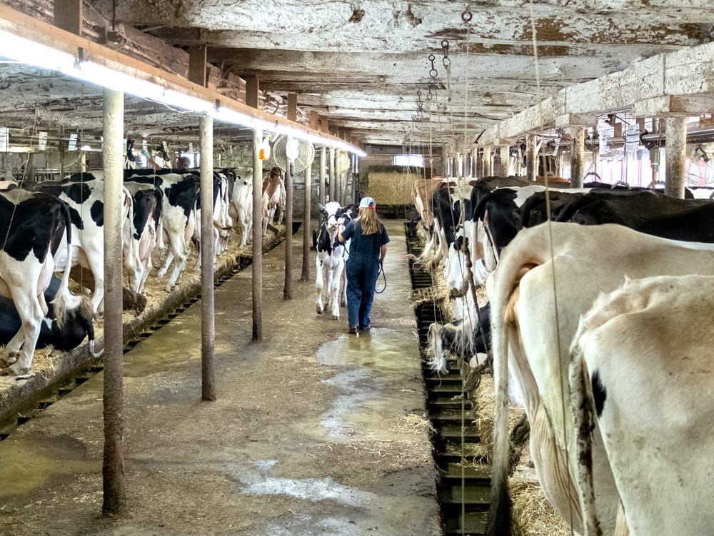 4H dairy club plodding ahead, one hoof at a time post image