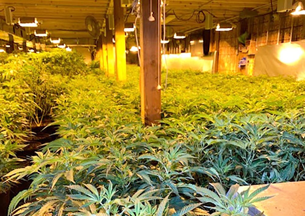 Aurora man behind Fergus marijuana grow-op sentenced to house arrest post image