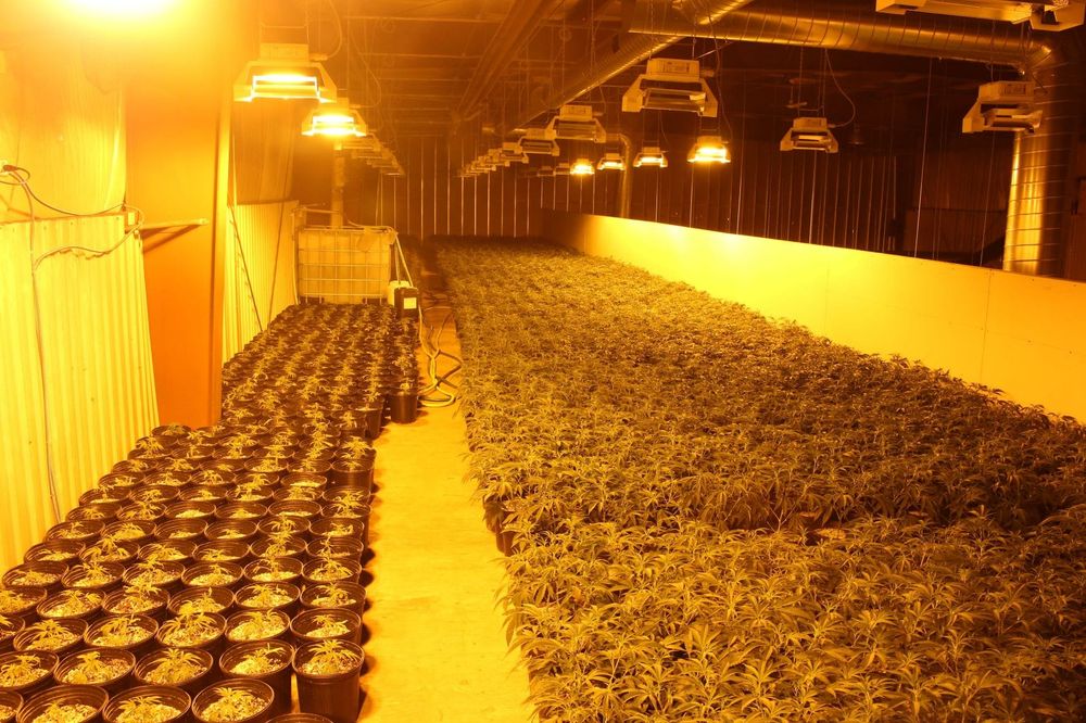 OPP charge four after massive marijuana seizure post image