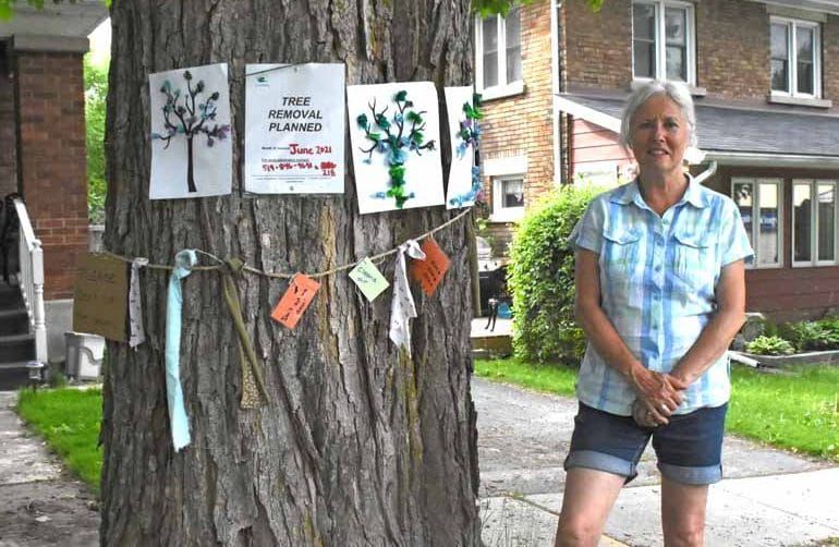 Neighbours rally to save century-old tree in Fergus post image