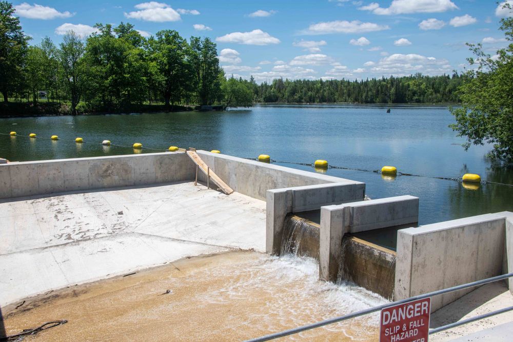 Residents concerned about turtles navigating new Hillsburgh bridge/dam post image