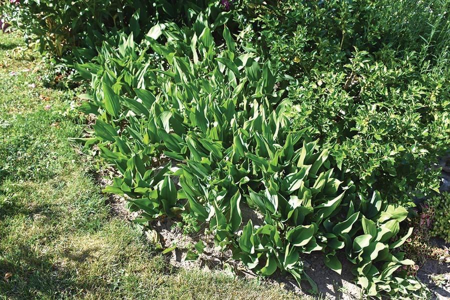 OPINION: Attack of the space invaders: invasive plants take over post image