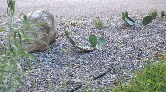 Lots of plants but nowhere to plant them? post image