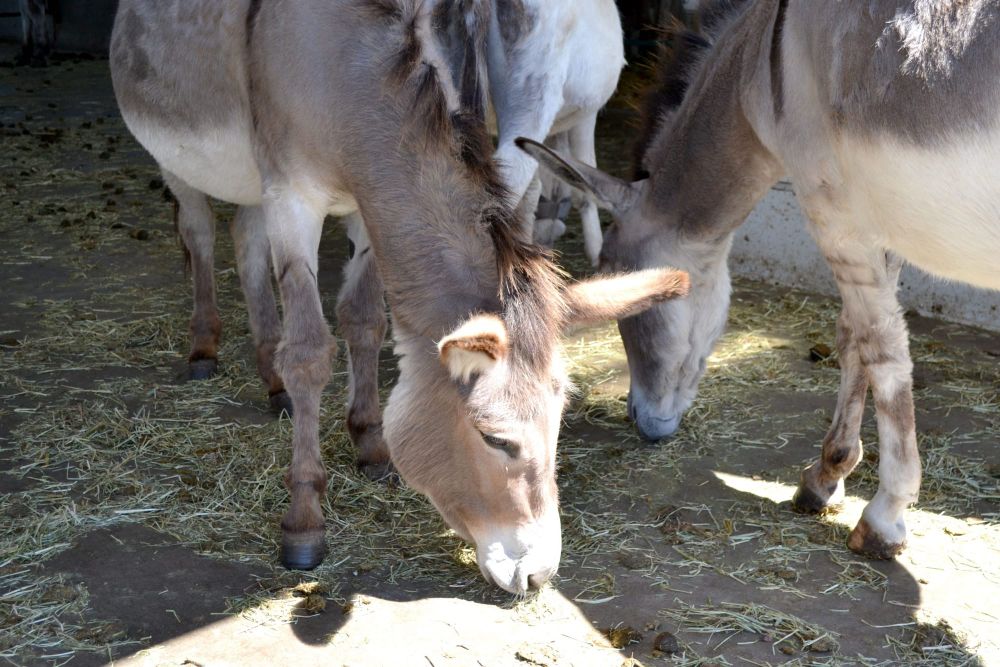 Donkey Sanctuary employees hopeful for reopening, late summer post image