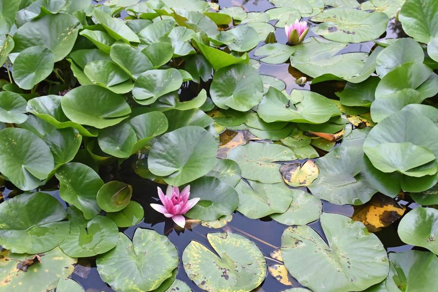 Museum is closed - but check out the gardens post image