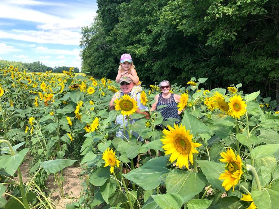 Shine Your Light Sunflower Tour to raise funds for Palmerston hospital post image