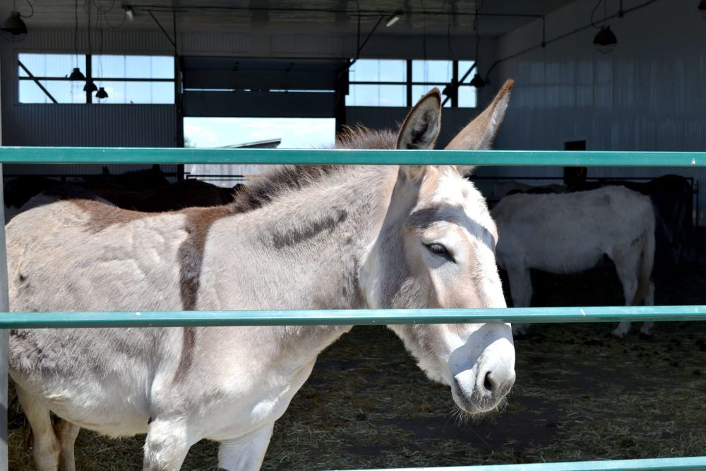 Donkey sanctuary opens gates to public for first time in 17 months post image
