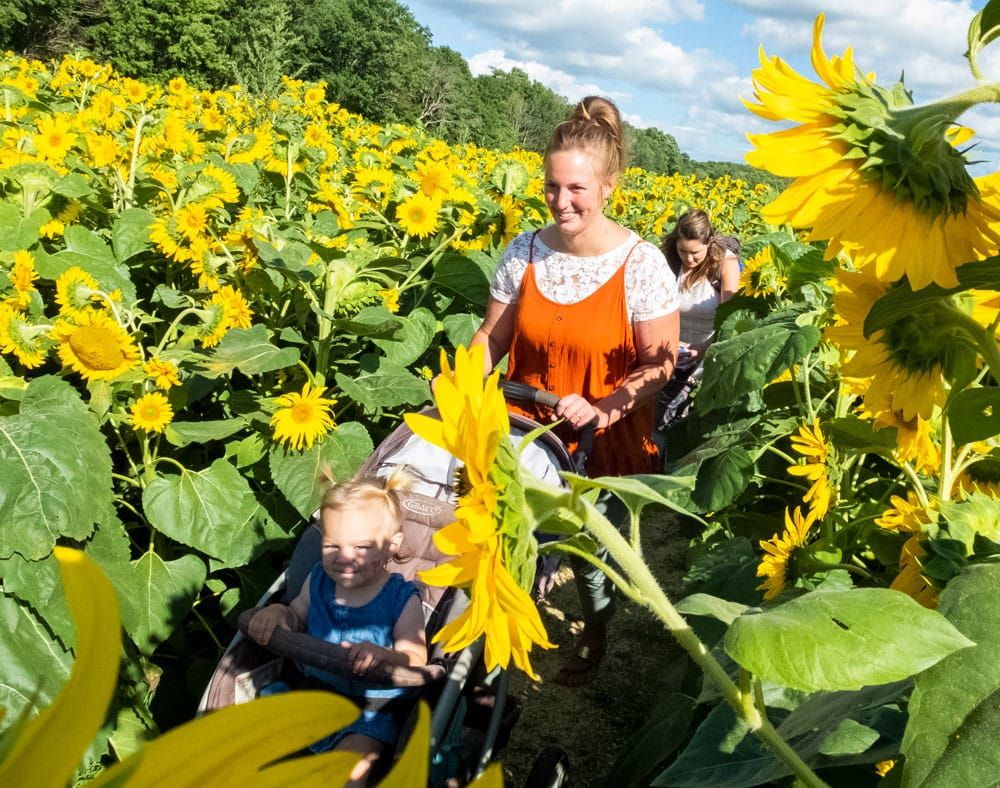 Shine Your Light Sunflower Tour a shining success post image