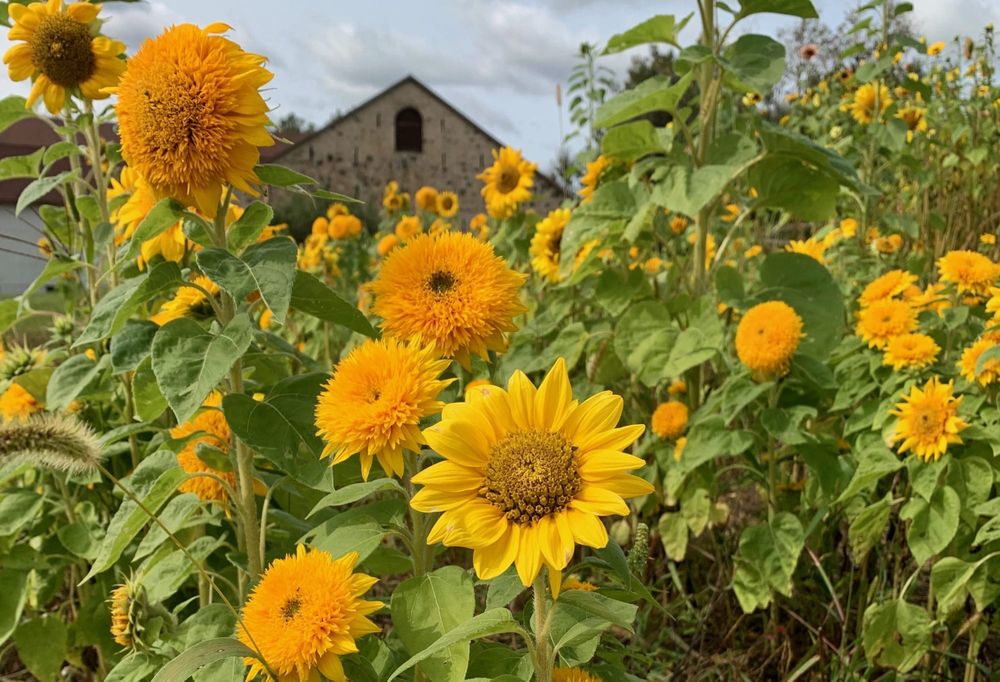 Sunflowers of Elora festival billed as ‘a selfie lover's paradise' post image