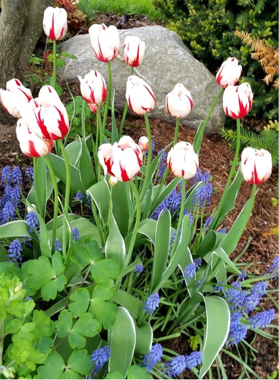 Plant bulbs now for spring flowers post image