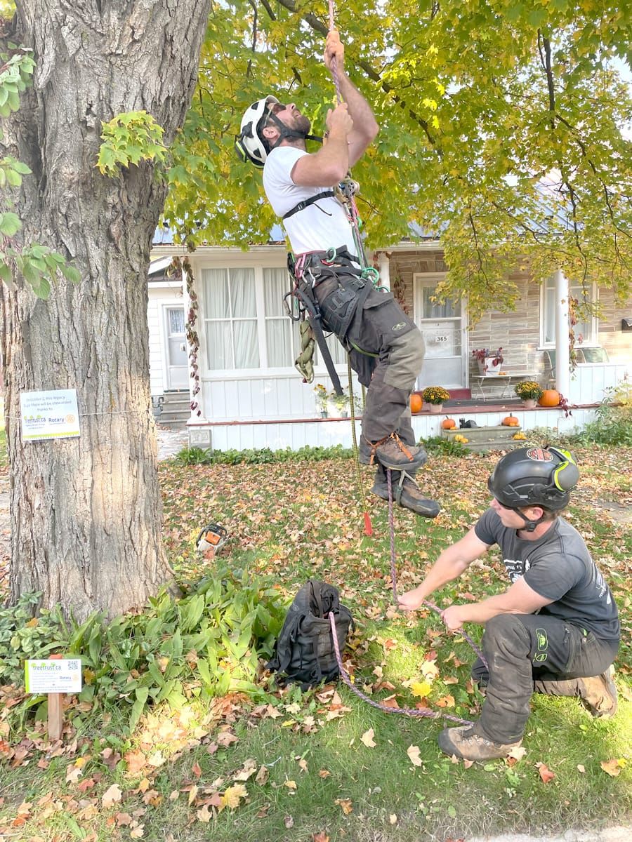Tree Trust celebrates preservation of legacy sugar maple in Fergus post image