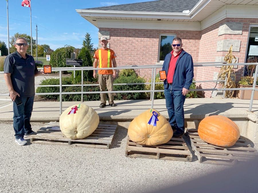 Minto fertile ground for pumpkins post image