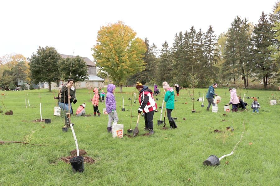 Trees for Mapleton growing community with every new planting post image