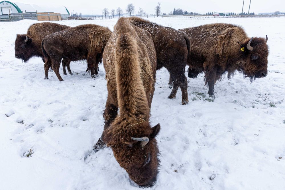 Northwind Bison in Mapleton is where the buffalo roam post image