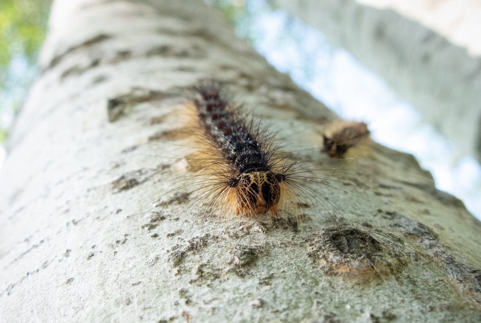 New name, same pest, more destruction as LDD moth returns to region post image