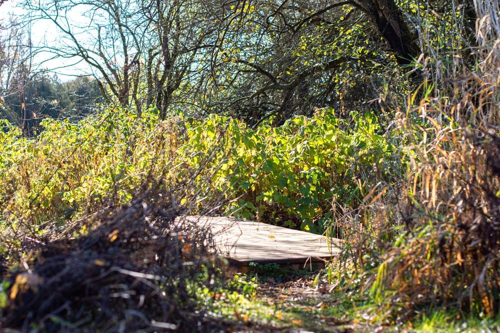 Council hears from group on importance of Pierpoint Park post image