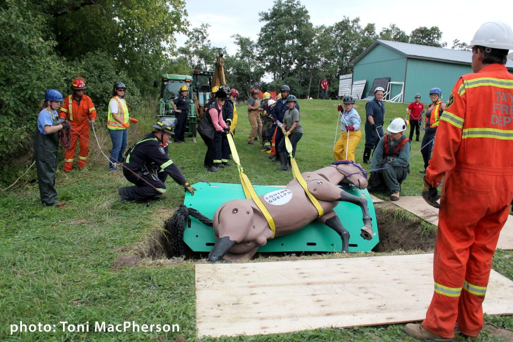 Equine Guelph receives $150,000 over three years to support programming post image