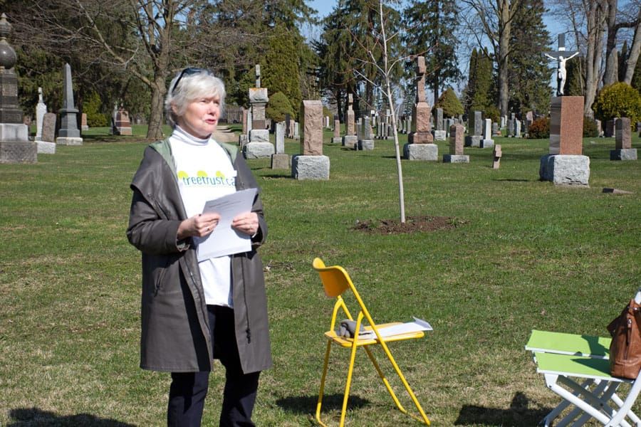 Proper maintenance of old trees has great environmental benefit: Tree Trust post image