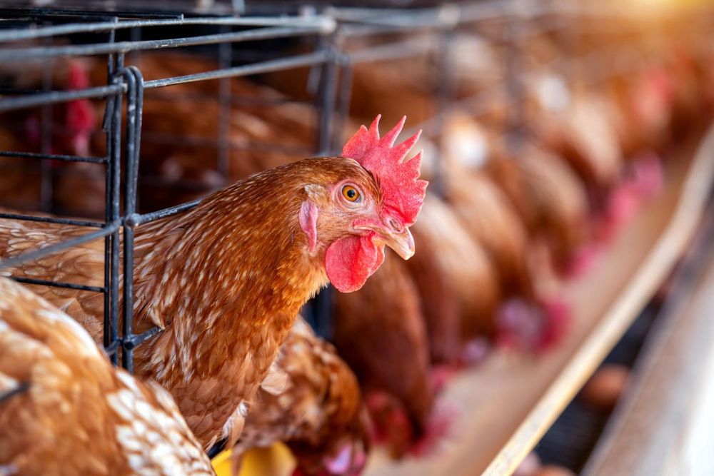 Provincial order bans birds from events to limit spread of avian influenza post image