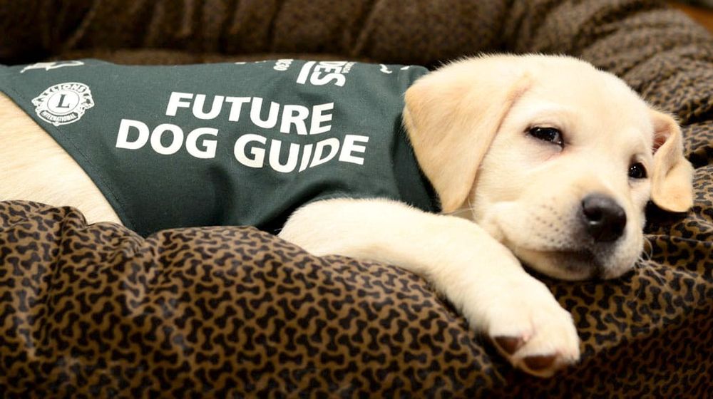 ‘There are people out there who need help’: local Walk for Dog Guides is May 29 post image